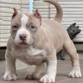 アメリカンブリー