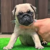 パグ