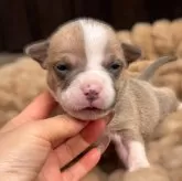 アメリカンブリー