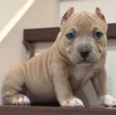 アメリカンブリー