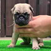 パグ