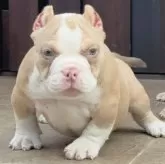 アメリカンブリー