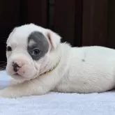 アメリカンブリー【香川県・男の子・2025年10月17日・ブルータン&ホワイト】の写真3