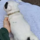 アメリカンブリー【香川県・男の子・2025年10月17日・ブルータン&ホワイト】の写真4