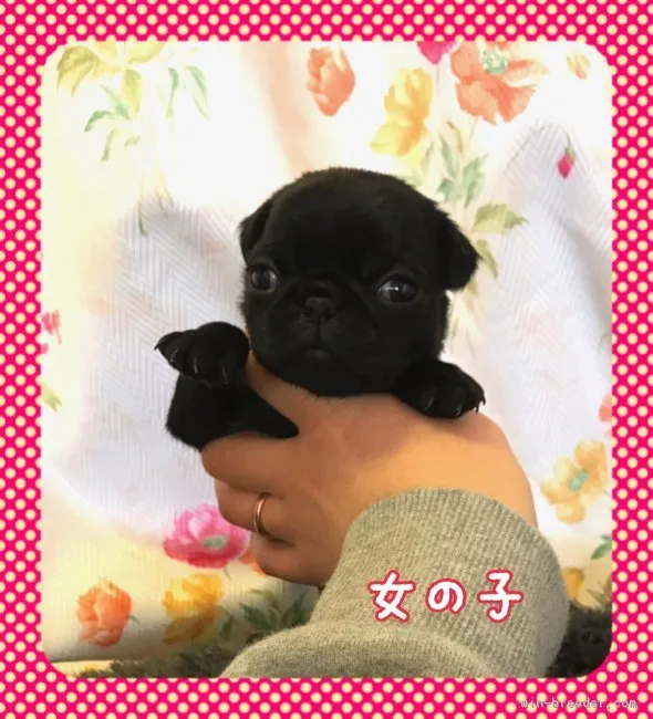 ID:1902-02060の子犬