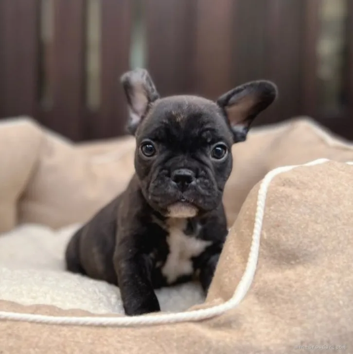 ID：2301-02374の子犬