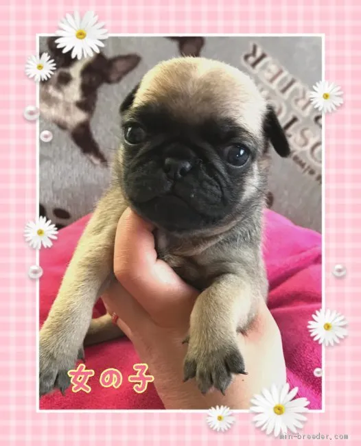 ID：1905-01955の子犬