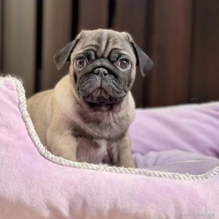 ID：2310-05013の子犬