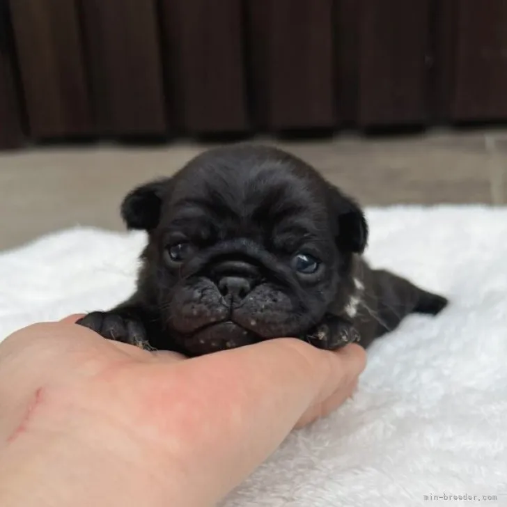 ID：2303-01610の子犬