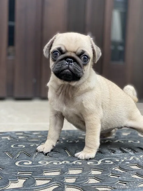 ID：2107-03767の子犬