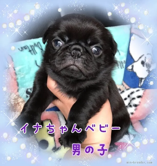 ID:1903-00240の子犬
