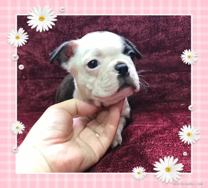 ID:1906-03178の子犬