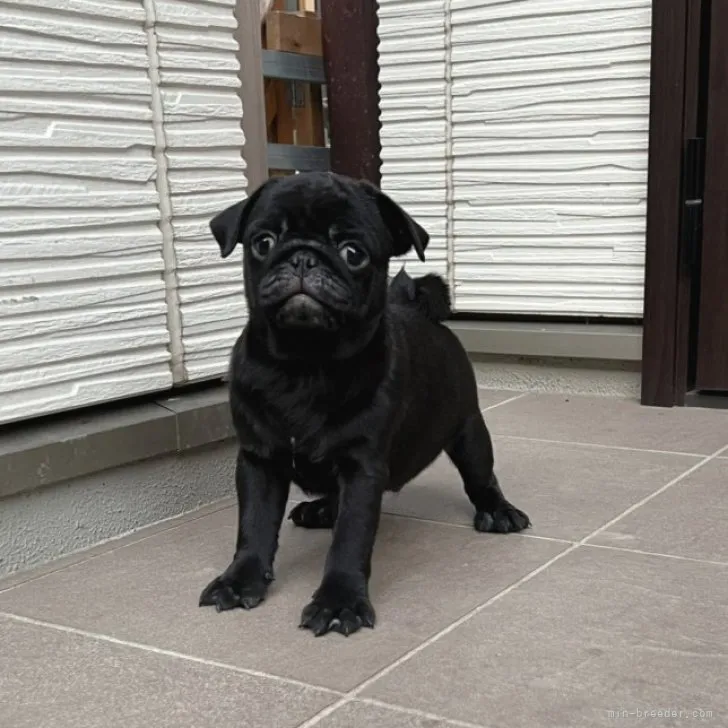 ID：2301-00475の子犬