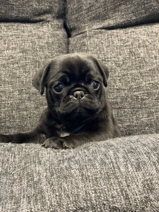 ID：2108-02546の子犬