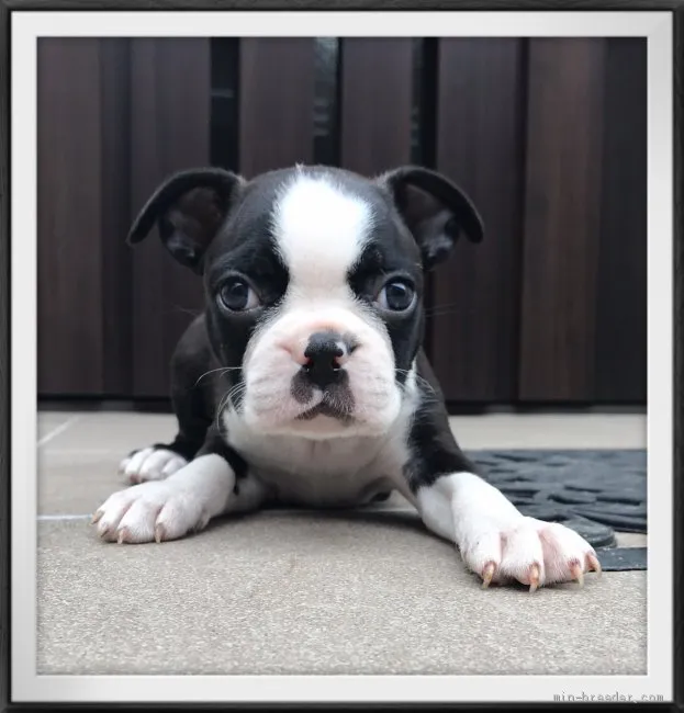 ID：1906-01875の子犬