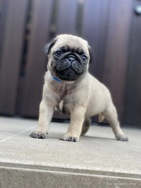 ID：2108-01418の子犬