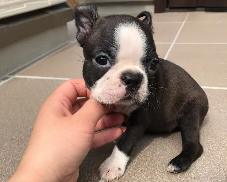 ID：1906-00691の子犬