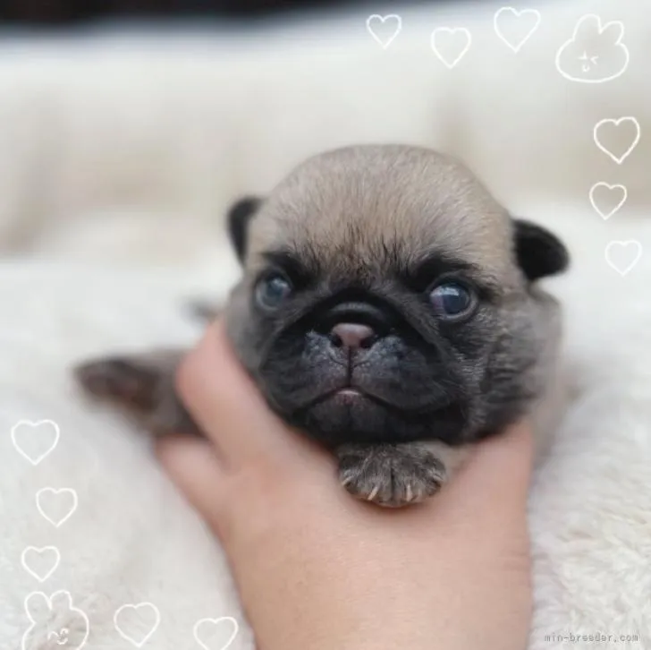 ID：2208-04262の子犬