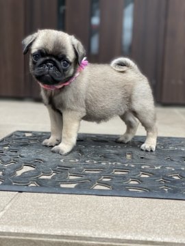 パグ【香川県・女の子・2021年7月22日・フォーン】の写真「可愛い女の子❤️」