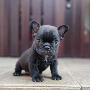 フレンチブルドッグ【香川県・男の子・2023年10月11日・ブリンドル】の写真「プライスダウン中です✨✨」