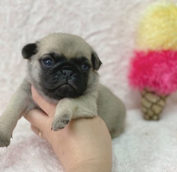 パグ【香川県・男の子・2021年5月15日・フォーン】の写真「可愛い男の子💚」