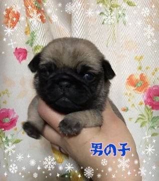 パグ【香川県・男の子・2018年11月25日・フォーン】の写真「可愛い😍」