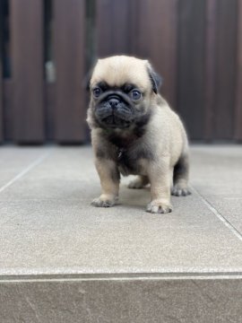 パグ【香川県・男の子・2021年7月22日・フォーン】の写真「可愛い男の子💙」