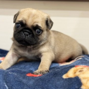 パグ【香川県・男の子・2024年3月5日・フォーン】の写真「とても可愛い子です❤️」