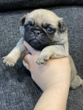 パグ【香川県・男の子・2021年1月10日・フォーン】の写真「丸々とした男の子💚💜」