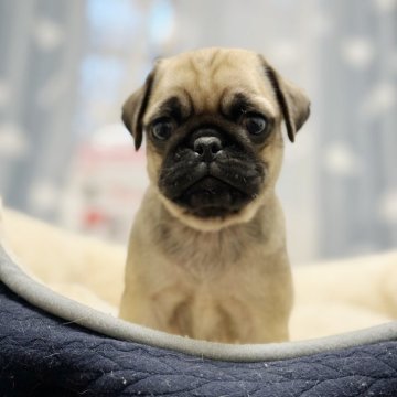 パグ【香川県・男の子・2023年12月13日・フォーン】の写真「可愛い男の子です🩵」