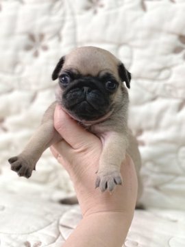 パグ【香川県・女の子・2021年3月26日・フォーン】の写真「可愛い女の子♡」