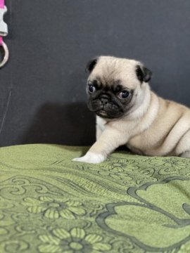 パグ【香川県・女の子・2021年1月25日・フォーン】の写真「足の先がホワイトです。
チャームポイントとしてご」