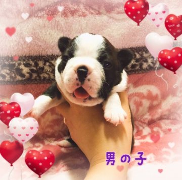 ボストンテリア【香川県・男の子・2019年5月23日・ボストンカラー】の写真「むちむちころころ❤️」