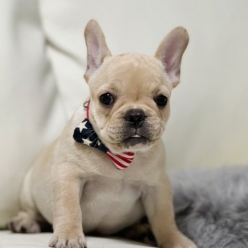 フレンチブルドッグ【香川県・女の子・2023年12月1日・クリーム】の写真「体型も良くとても可愛い子です🩷」