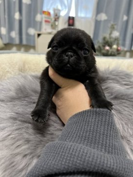 パグ【香川県・男の子・2022年1月9日・ブラック】の写真「早期ご予約プライスになります！」