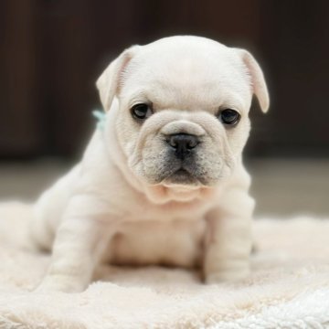 フレンチブルドッグ【香川県・男の子・2024年2月8日・クリーム】の写真「色素の濃い男の子です✨✨」