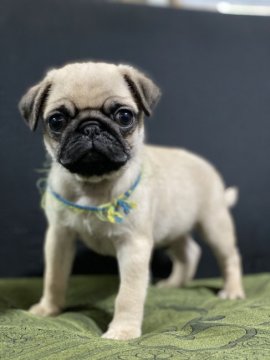 パグ【香川県・男の子・2020年9月29日・フォーン】の写真「29日までの3日間特別プライス✨」