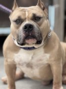 アメリカンブリー【・男の子・2022年3月30日・フォーン】