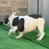 フレンチブルドッグ【愛知県・男の子・2025年7月29日・パイド】の写真12