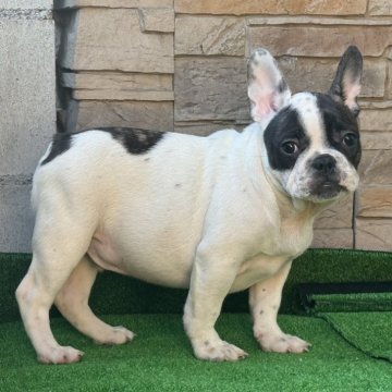 フレンチブルドッグ【愛知県・男の子・2025年7月29日・パイド】の写真「可愛い顔の男の子」
