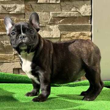 フレンチブルドッグ【愛知県・男の子・2025年7月29日・ブリンドル】の写真「ホワイトラインの元気な男の子です」