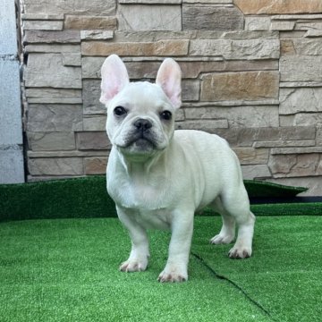 フレンチブルドッグ【愛知県・男の子・2025年7月29日・クリーム】の写真「綺麗なクリーム男の子です」