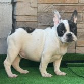 フレンチブルドッグ