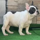 フレンチブルドッグ【愛知県・男の子・2025年7月29日・パイド】の写真2