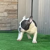 フレンチブルドッグ【愛知県・男の子・2025年7月29日・パイド】の写真8