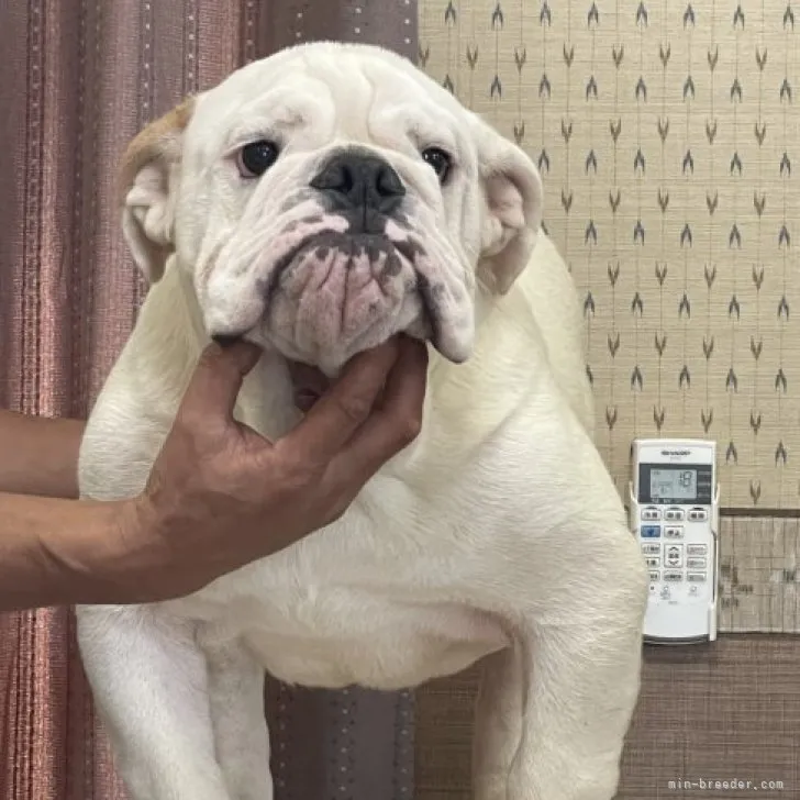 ID:2303-04005の子犬