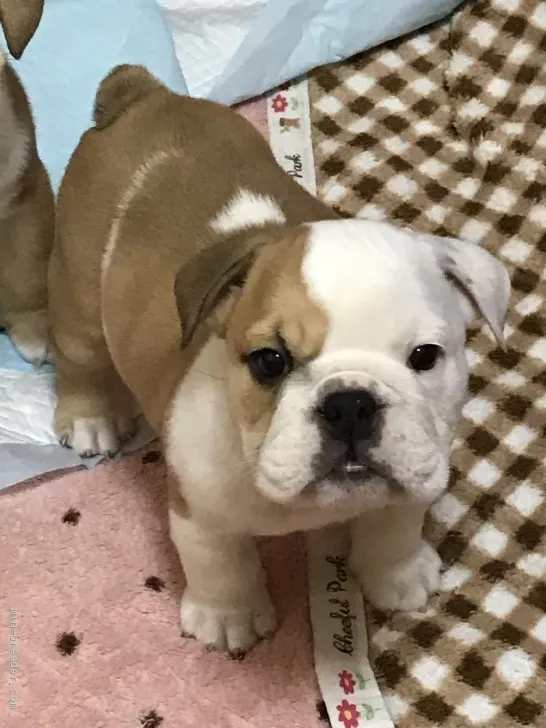 ID:1908-00309の子犬