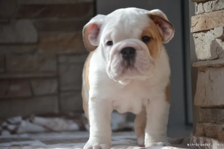 ID:1801-00699の子犬
