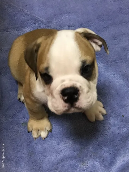 ID:1906-00256の子犬