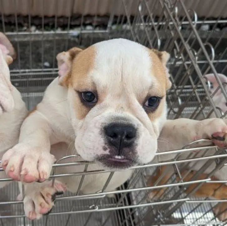 ID:2309-01690の子犬